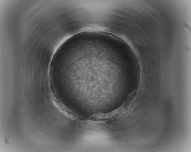 X0000099550864200805161450