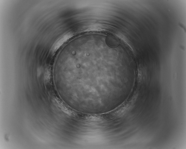 X0000099550874200805161449