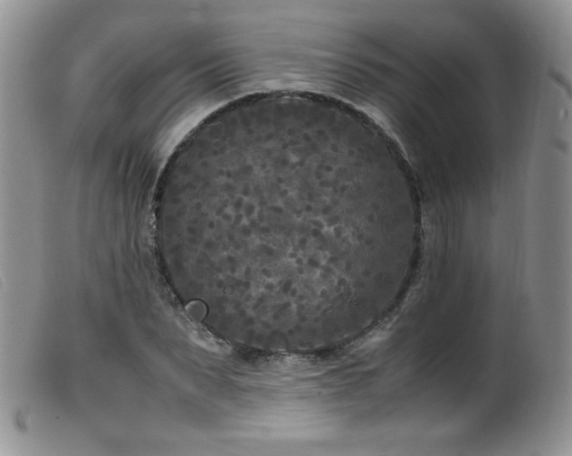 X0000099550879200805161449