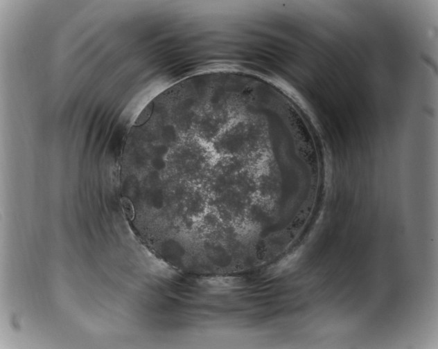 X0000099550953200805161448