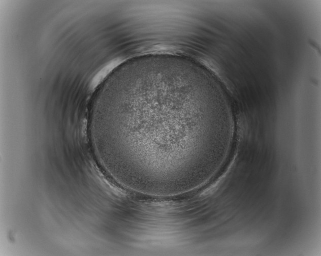 X0000099551066200805161446