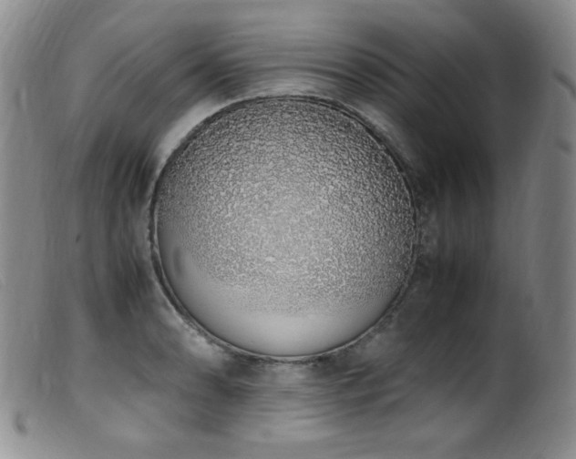 X0000099551086200805161446