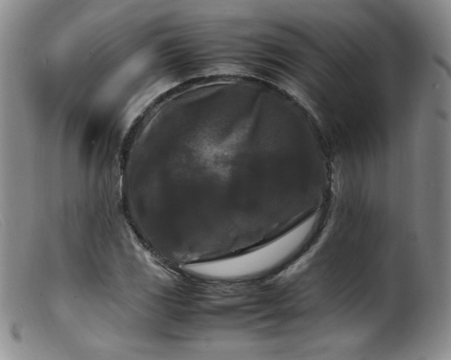 X0000099551117200805161445