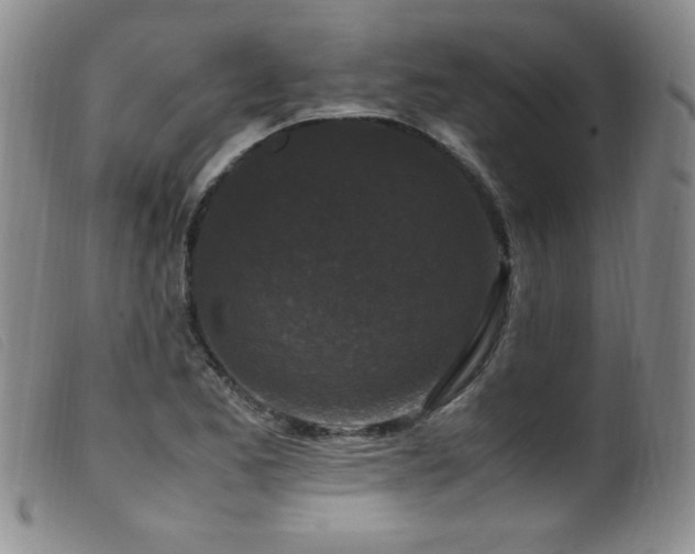 X0000099551173200805161444