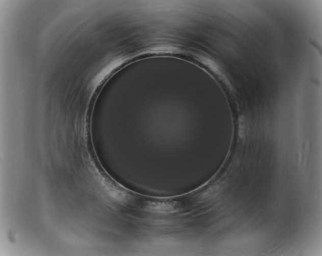 X0000099551229200805161444