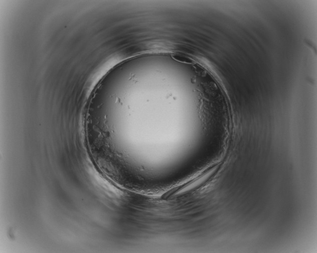 X0000099551243200805161444