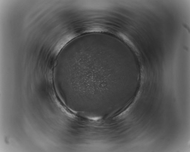 X0000099551329200805161442