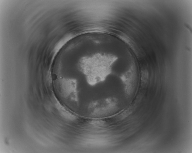 X0000099551466200805161440