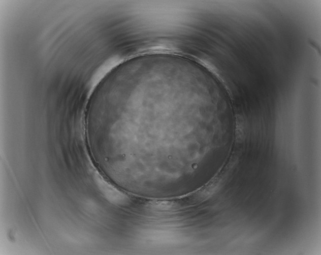 X0000099551474200805161440