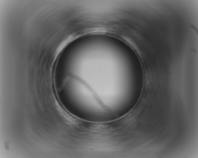 X0000099551475200805161440