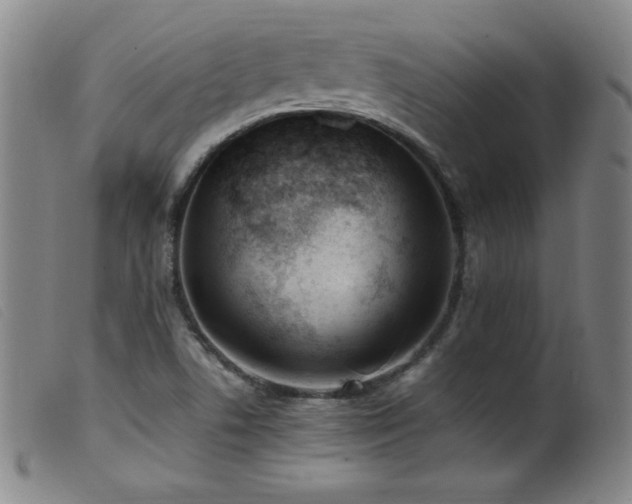 X0000099551506200805161439