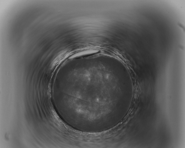 X0000099550002200805231202