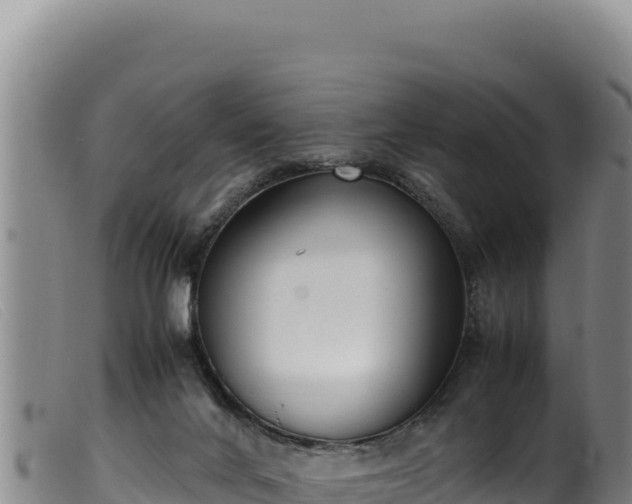 X0000099550024200805231202