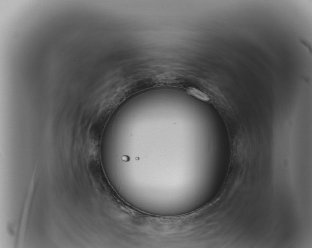 X0000099550033200805231202