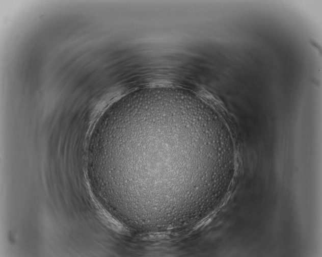 X0000099550049200805231201