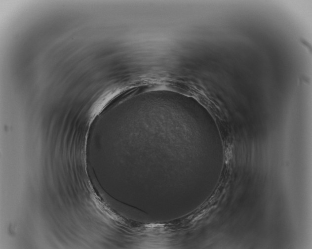 X0000099550052200805231201