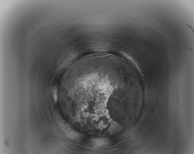 X0000099550069200805231201