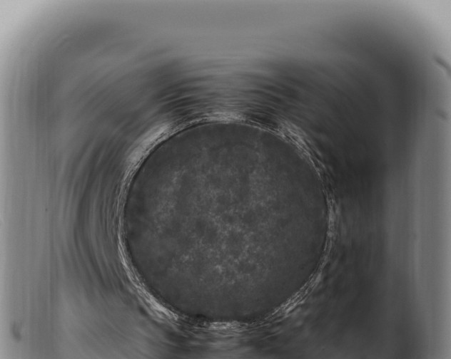 X0000099550145200805231159