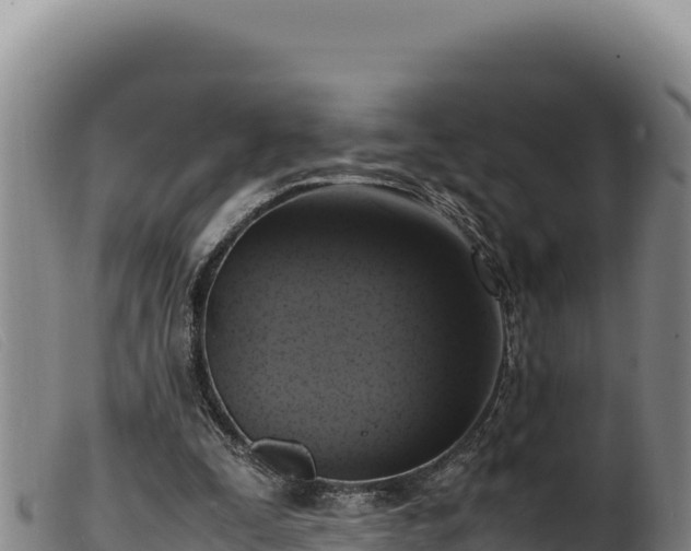 X0000099550295200805231158