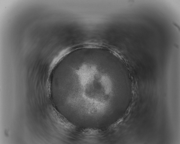 X0000099550343200805231157