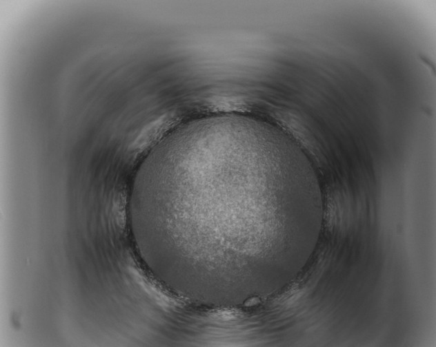 X0000099550402200805231156