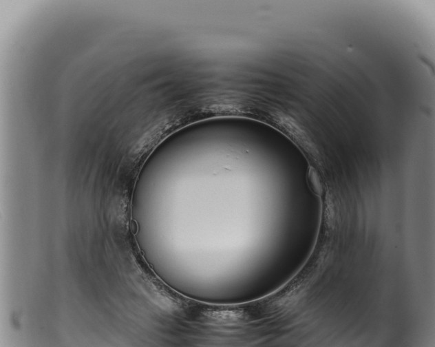 X0000099550449200805231155