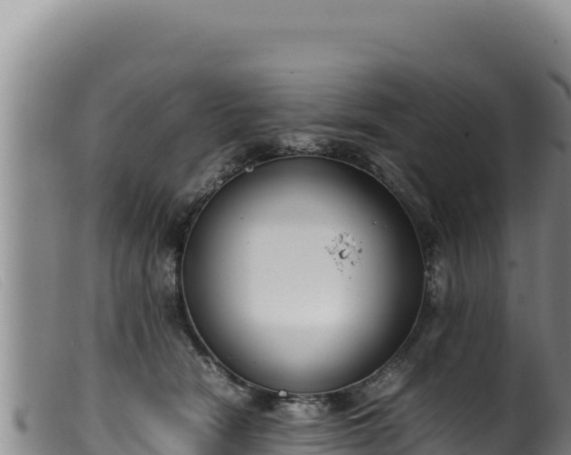 X0000099550466200805231155