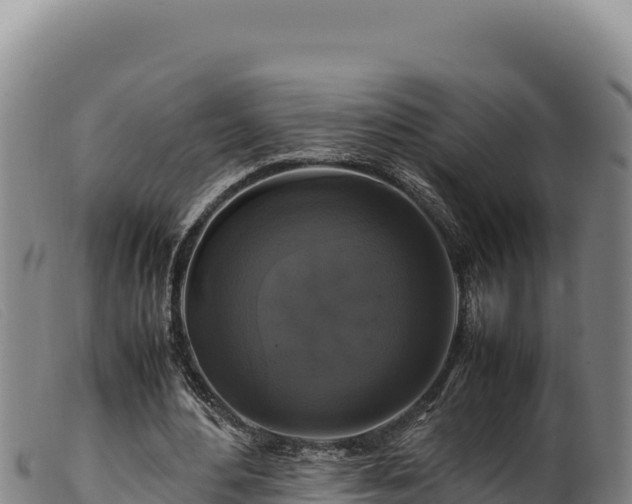 X0000099550484200805231155