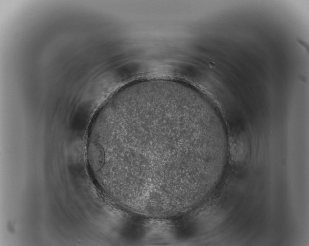 X0000099550487200805231155