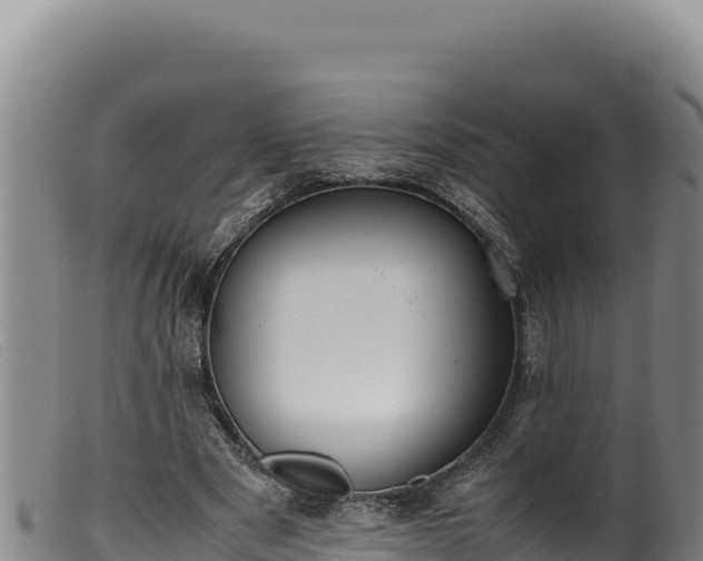 X0000099550489200805231155