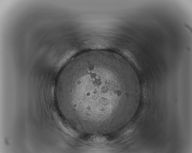 X0000099550491200805231155