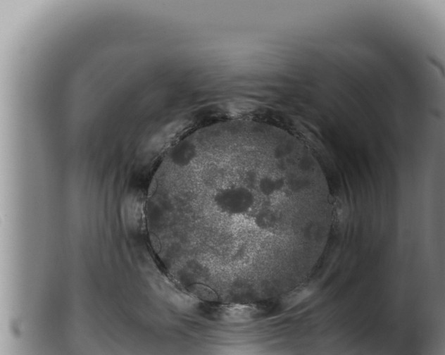 X0000099550527200805231154