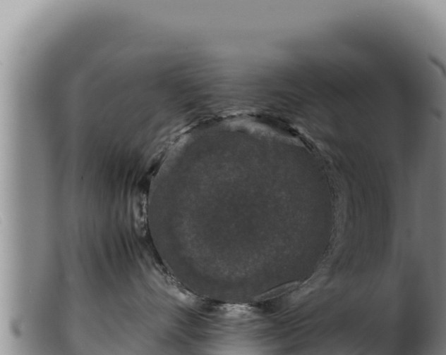 X0000099550528200805231154