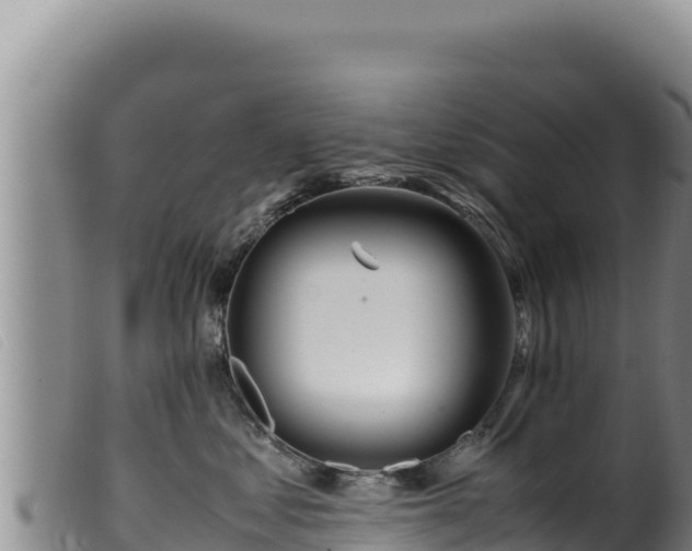 X0000099550621200805231152