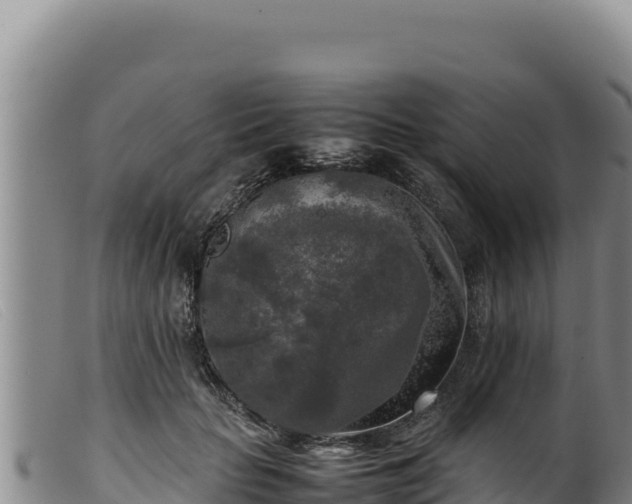 X0000099550653200805231152