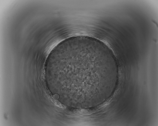 X0000099550879200805231148