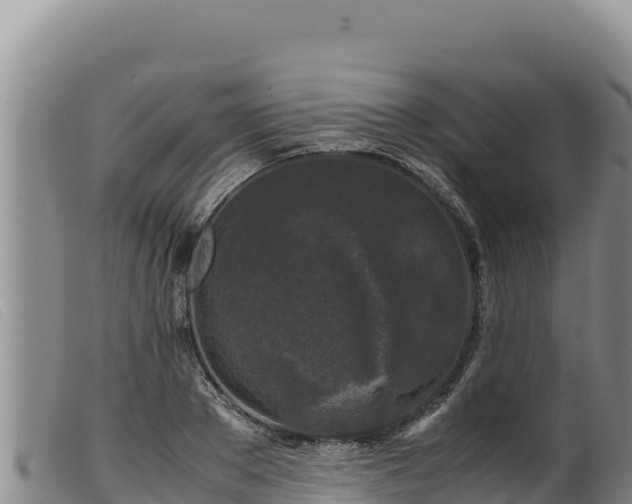 X0000099550889200805231148