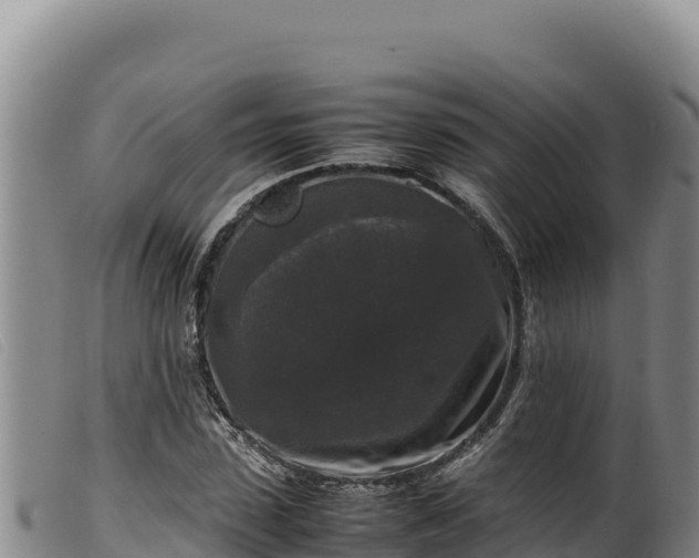 X0000099550923200805231147