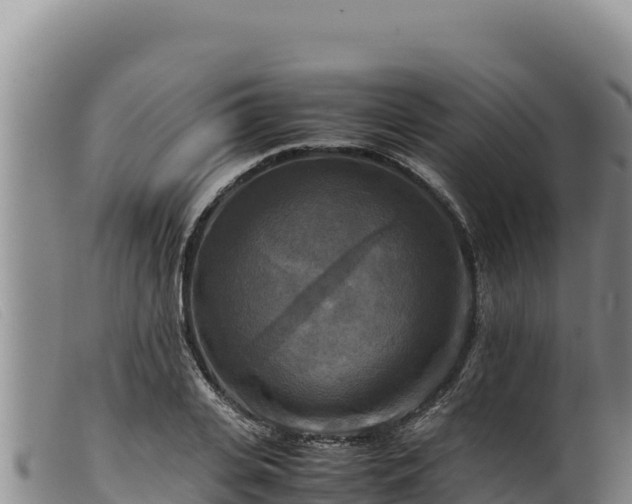 X0000099550935200805231147