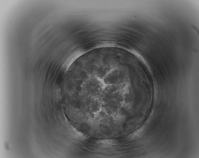 X0000099550953200805231148