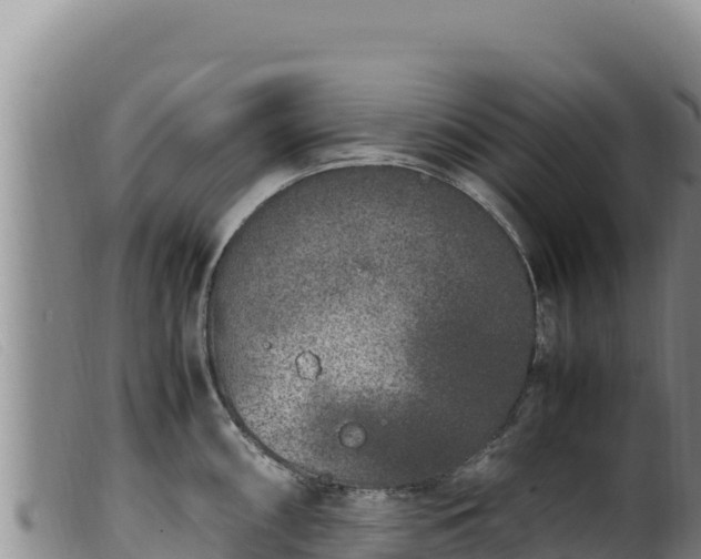 X0000099551098200805231145