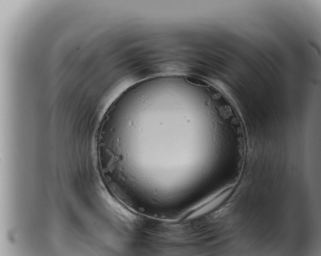 X0000099551243200805231143