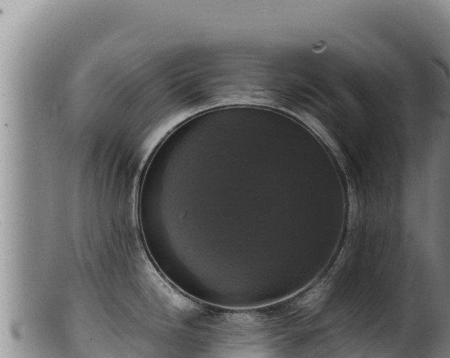 X0000099551246200805231143