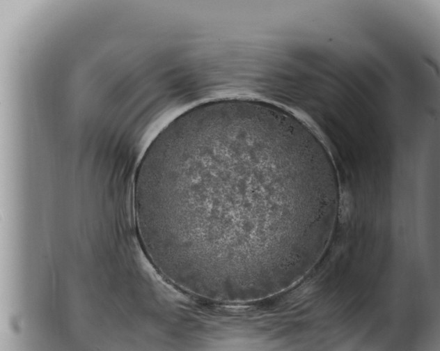 X0000099551295200805231142