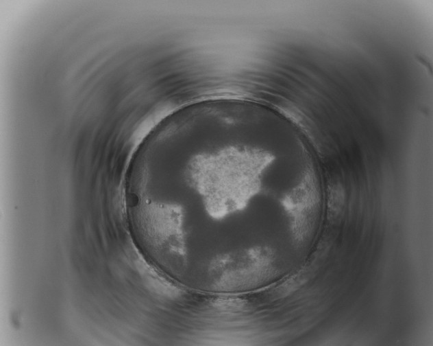 X0000099551466200805231139