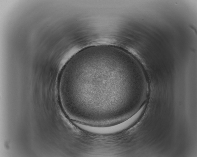 X0000099551469200805231139