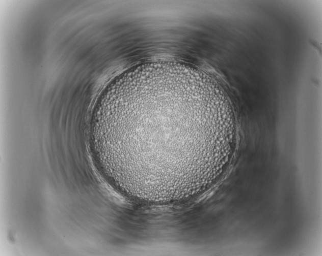 X0000099550049200805301529