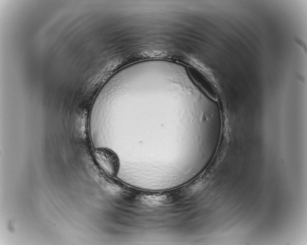 X0000099550065200805301529