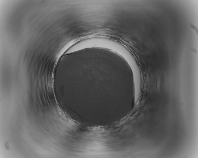 X0000099550100200805301529