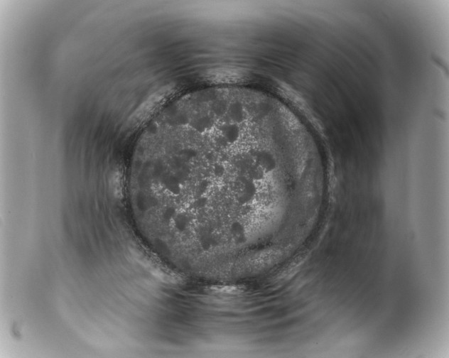 X0000099550161200805301528